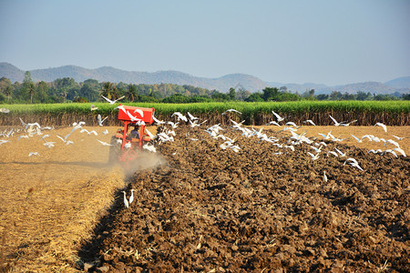 鹈鹕行业园艺人正在驾驶拖拉机耕种土壤来寻找食物的佩利卡人与山峰和天空相伴农田图片