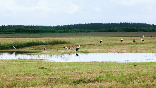 白色的喙一群在俄罗斯选择焦点的Tver地区在一片田上的个小池塘附近休息和吃东西农村图片