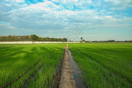 季节人们泰国民在Ayutthaya的稻田或农中移植苗园艺图片