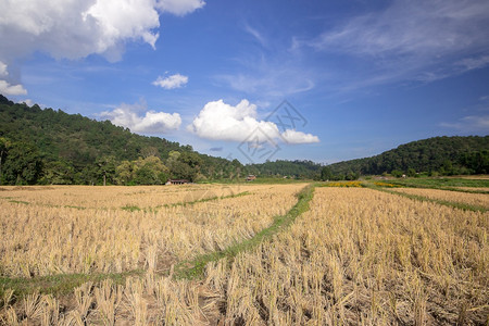 户外景观稻米实地点已收获的产品成土地图片