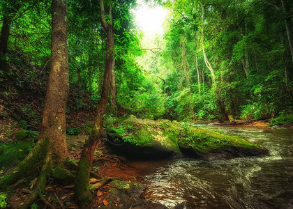 植物群泰国清迈省热带雨林景观河流岩石和丛林植物流淌泰国清迈省农村森林图片
