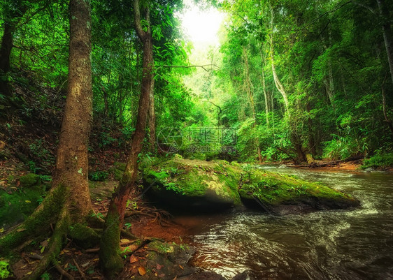 植物群泰国清迈省热带雨林景观河流岩石和丛林植物流淌泰国清迈省农村森林图片