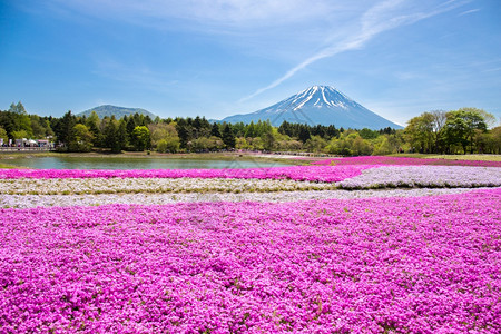 河口湖假期与佐仓粉红苔草或樱花盛开的日本世田节本是著名的度假景点旅游者很受欢迎的渡假场所图片