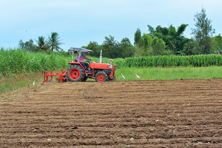 园艺人正在驾驶拖拉机耕种土壤寻找有森林和蓝天背景的食粮注乡村的人们天空图片