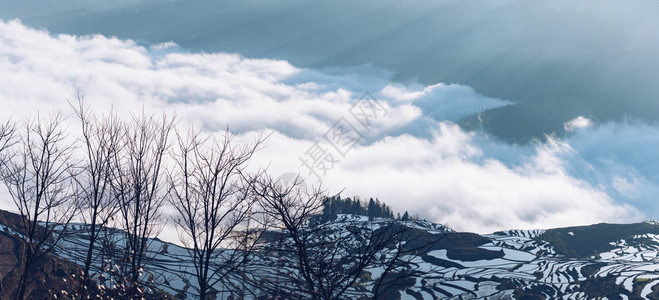 场地乡村的绿色圆扬云雾大海的田稻全景图片