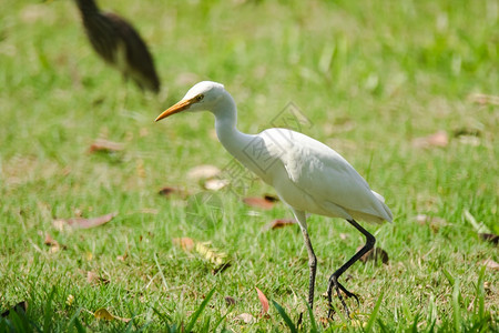 Egret在草坪上行走egretA鸟在排行榜的牧羊人身上有白色羽毛长颈西奈非洲草地背景图片