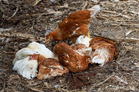 配种罗得岛红母鸡正在睡觉泰国花园的地板上家禽自然图片