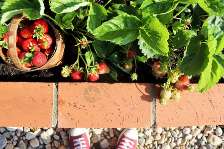 木制的社区采草莓女园丁带高架砖床的现代菜园城市花中的高床艺装满草莓的篮子采摘草莓的女园丁装满草莓的篮子收成图片