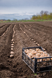 土豆箱装用于在春初早其村庄的土地上种豆在田地上用手工犁花马铃薯盒装箱土豆在村里他的土地上种豆收成班族绿色图片
