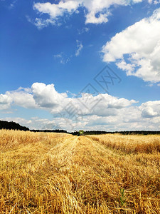 蓝天白云下金黄色的稻田麦穗图片
