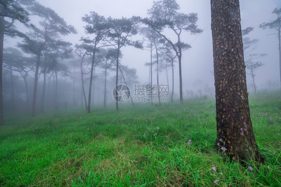 生长松树草带雾和野花田的松林图片