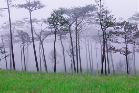 梦幻般的场地带雾和野花田的松林荒图片