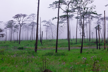 预订雨树干带雾和野花田的松林图片