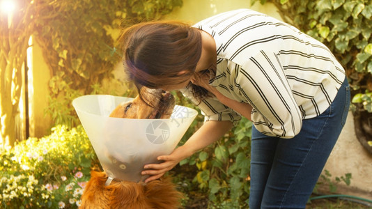 自然公园狗日落时分美丽的西班牙裔年轻女子在她的后院用塑料锥在脖子上亲吻她受伤的金毛猎犬图片