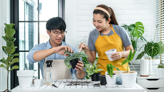 女士人们穿便衣的园丁夫妇将植物移成新锅子和照顾家里房间的植物同时共从事业余活动以及新鲜图片