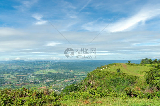 荒野牛群在山顶高处放牧有着美丽的天空和云彩背景的山峰野生动物喂食图片