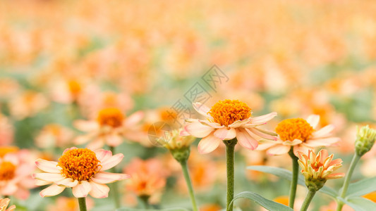 夏天植物学绽放花园中的橙和模糊背景AF点选择书写空间等图片