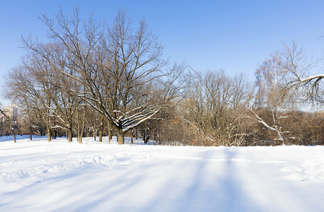 场地下雪的上旧橡树城公园与雪中市公园的蓝天背景树相对寒冷的图片