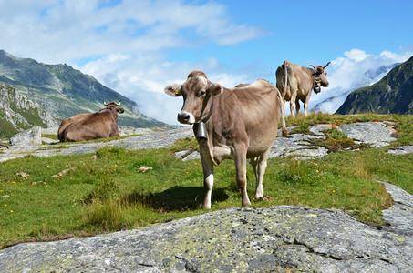 夏天农村田园诗般的瑞士在Gotthard山口的瑞士奶牛图片
