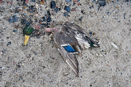 农村疾病被禽流感杀害的鸭子禽类图片
