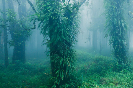 雨季纯热带林景观绿热带植物生长在树干和枝中绿色热带植物生长在泰国高叶家公园的树干和枝中荒野丛林古老的背景图片