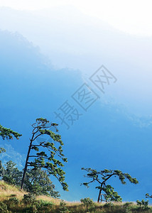 林地柔软的风景优美寒冬蓝山和松林的风景温柔日出照耀着山丘层在背景中以松林为重点图片