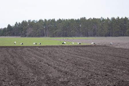 农作物独自的鸟儿们飞回家在春天的史托克田地上寻找食物斯托克人走过耕种田地鸟儿们飞回家在春天的史托克田地上鹳图片