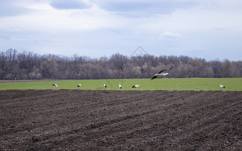灭绝场景鸟儿们飞回家在春天的史托克田地上寻找食物斯托克人走过耕种田地鸟儿们飞回家在春天的史托克田地上为了图片