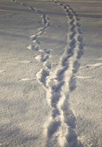 冒险湿的在冬季被踩雪里的人痕迹在公园或森林中行走长的冬季天气痕迹人们的踪户外图片