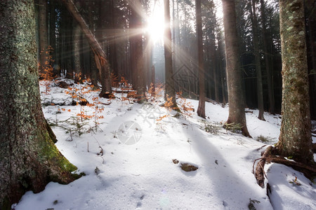 冬天落叶太阳的光线通过冬季森林中的树木过滤太阳的光线通过树木滤温度图片