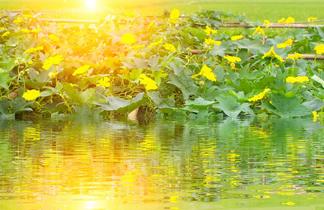 夕阳照射在水里的一簇黄花上图片