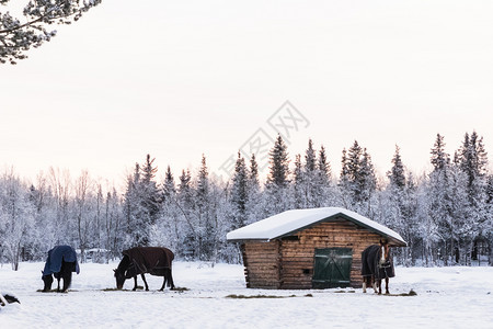 自然凉爽的瑞典北部有马雪林瑞典北部欧洲有马的雪林松树图片