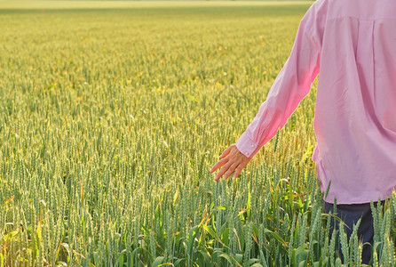 女人用手摸小麦耳朵在田上晒太阳春时田间收割谷物复制空间自然背景笑声乡村的健康天图片