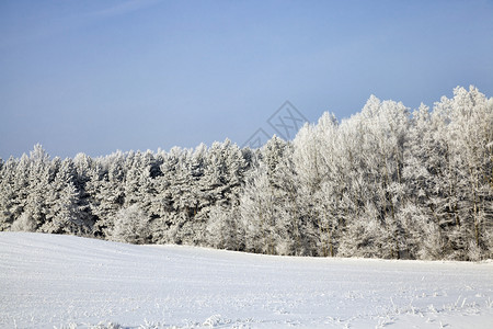 户外森林冬季的枯萎树木覆盖着厚的雪层冻寒冬中冷特别是冬季自然森林尤其美丽图片