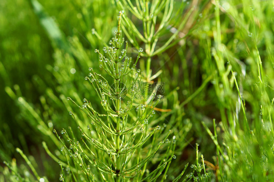 草本植物马尾绿和露水落在马尾的巴上降低美丽的图片