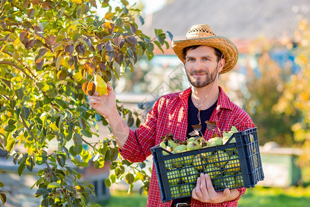 人农在花园中收获梨子的秋季一整箱有机梨子人农在花园中收集梨子的秋季获院果园艺图片