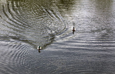 光滑的两只美丽野鸭沿着森林湖平滑的表面游来去留下一个强大的小道两个野鸭在湖中游来去美丽的大自然概念单身的池塘图片