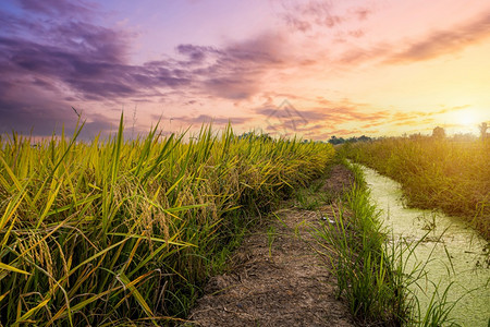 在亚洲有机水稻田的亚洲农业收成上日落天空背景下泰国茉莉花大米种植场上美丽的金耳朵草地景观太阳图片