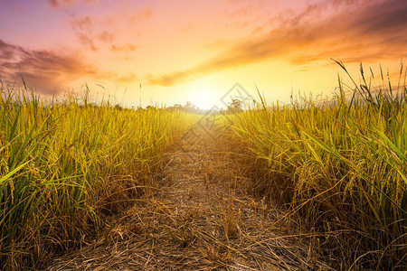 食物在亚洲有机水稻田的亚洲农业收成上日落天空背景下泰国茉莉花大米种植场上美丽的金耳朵农场玉米图片