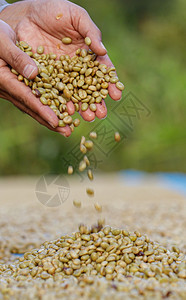 种植园农场晾晒咖啡豆图片