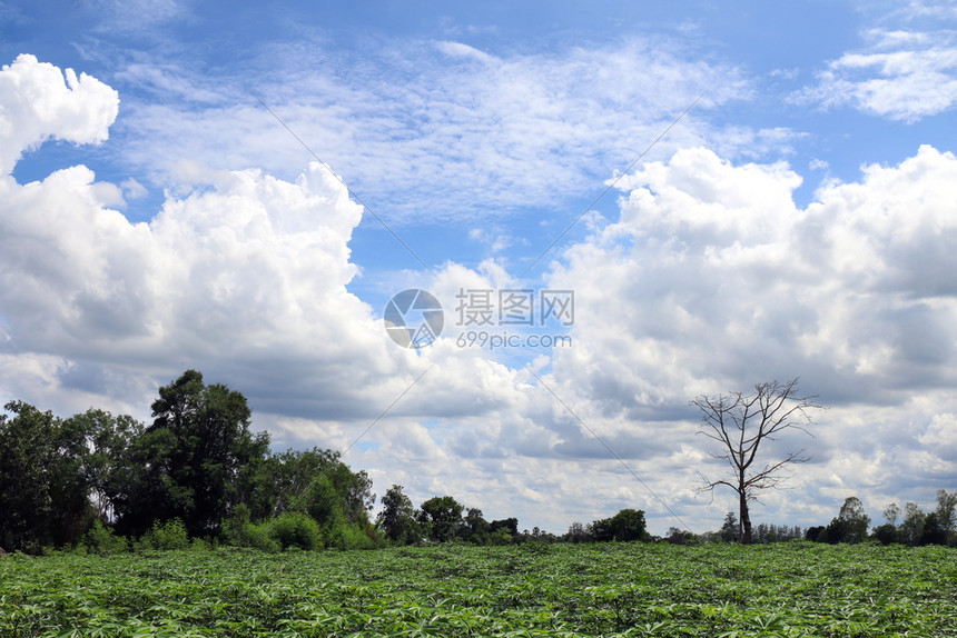 美丽的蓝色天空有云彩背景和明亮照夏季和绿林木采萨瓦草原露天靛青多云的白色图片