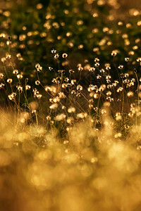 牧场植物草地夏日清晨开花田盛白草全的白图片