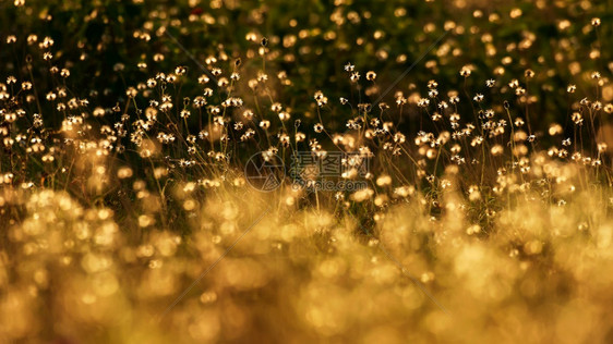日出微风花朵夏清晨开田盛白草全的白图片