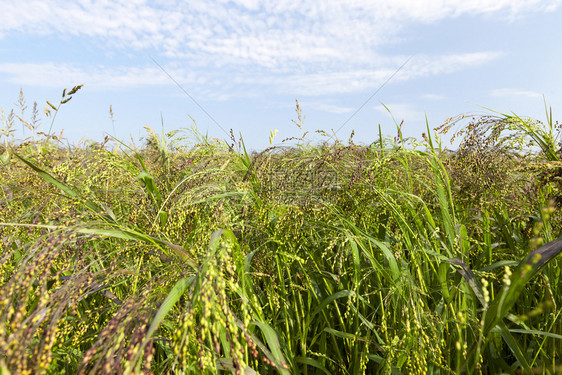 叶子户外芦苇种植绿色被和小米的田地夏季农耕照片关闭图片