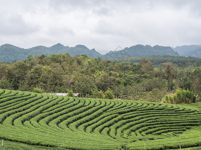 多雾路段环境景观清晨位于森林帕克附近的山上有机茶叶种植场该山丘上有机茶叶种植场图片