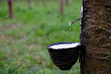 一种从橡胶树HeveaBrasiliensis流到塑料碗里来源巴西人背景图片