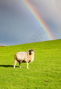 象征春天在绿草地上放牧雨后彩虹东面背景睡觉向量图片