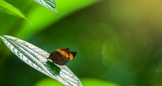 在阳光下绿叶上做橙橡树或死日晒在泰国MaeWong公园背景中绿森林模糊不清热带黄昆虫背景图片