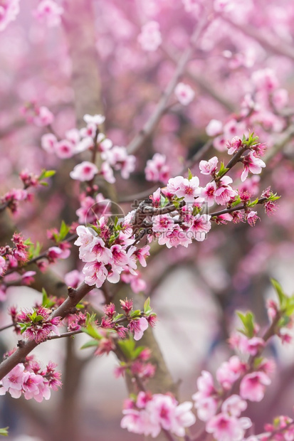 模糊满的花红桃樱在树枝上粉红花在全盛开的梅花或日本杏子中春紧凑突出重点图片