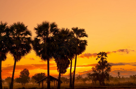 轮廓草地假期棕榈树和热带森林后面的黄色和橙日落天空后面有棕榈树和热带森林之后有黄色和橙的阳天在草原林中金色日出天空浅月红甘蔗棕榈图片